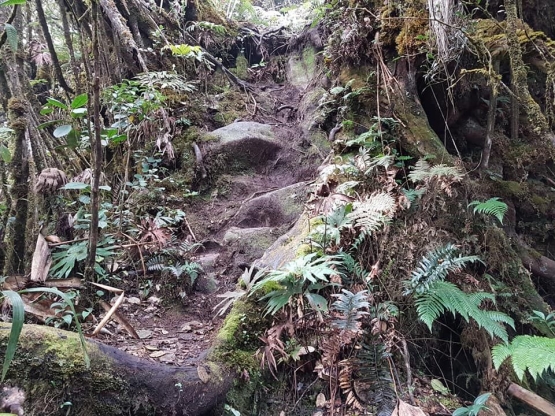 Trek menuju puncak Robuang (dokpri)