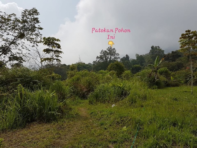 Pohon itu patokan di pintu rimba (dokpri)