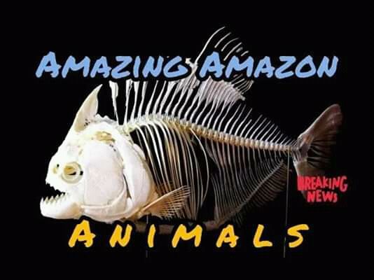 Amazon piranha (https://garislucu.blogspot.com)