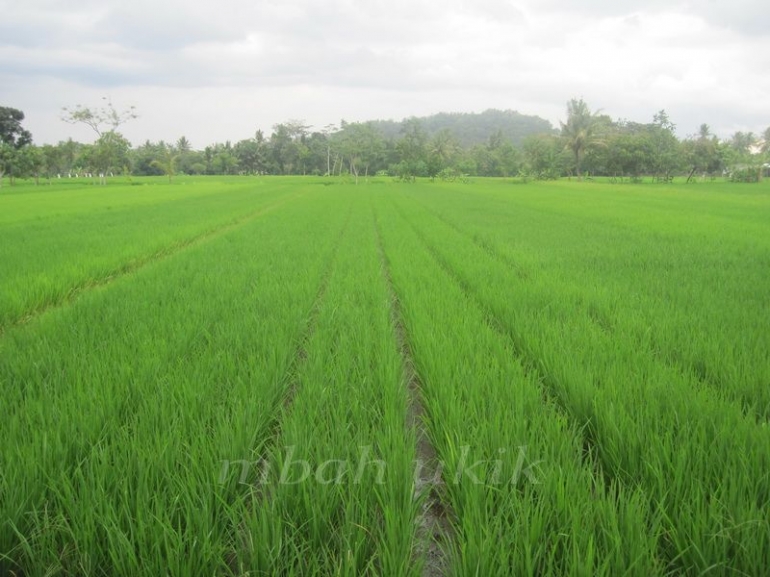 Tumbuh dengan baik. Dokpri