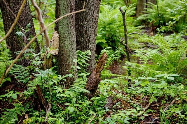 Hutan di Jerman, foto: NABU/Felix Paulin.