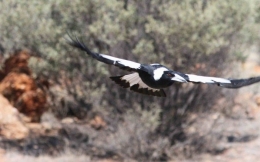 Burung Magpie Australia (sumber: SirTerryWatts.LiveJournal.com)