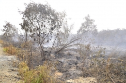 Kebakaran Lahan di Provinsi Riau/dokpri