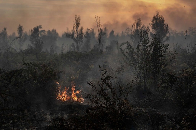 Kebakaran hutan di Pulang Pisau, Kalimantan Tengah. Foto: Greenpeace.