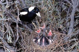 Burung Magpie Australia dan anak-anaknya di sarang mereka (sumber: ABC.net.au)
