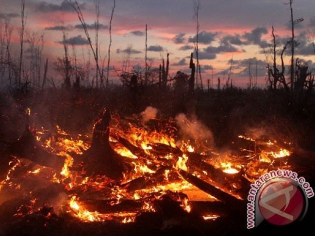 Kebakaran Hutan dan Lahan. Sumber : www.antaranews.com/https://kompasnasional.com
