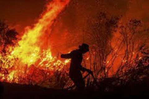 Kebakaran Hutan Indonesia (Foto : Strait Times)