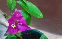 bunga ungu (dok.yayat)
