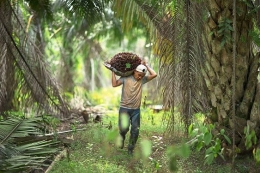 Buruh sawit sedang melangsir sawit yang dipanen (sumber: star2.com/Malaysian Palm Oil Council) 