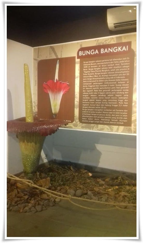 Bunga bangkai di Munasain (Dokpri)