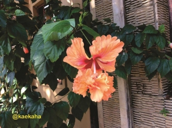 Bagian Bunga Yang Sering Disebut Sebagai Perhiasan Bunga Bagian Bunga Yang Sering Disebut Sebagai Perhiasan Bunga