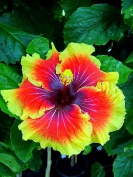 Cantiknya Bunga Kembang Sepatu hasil rekayasa Genetika (erabaru.net)