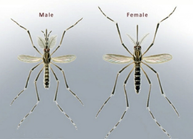 Ilustrasi Nyamukn Malaria Anopheles, Sumber Majalah Hewan.com