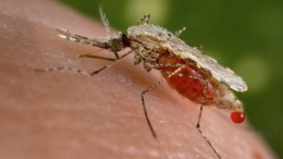Ilustrasi Malaria Anopheles (Foto: Reuter)