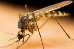 Ilustrasi Malaria (SHUTTERSTOCK) | Kompas.com