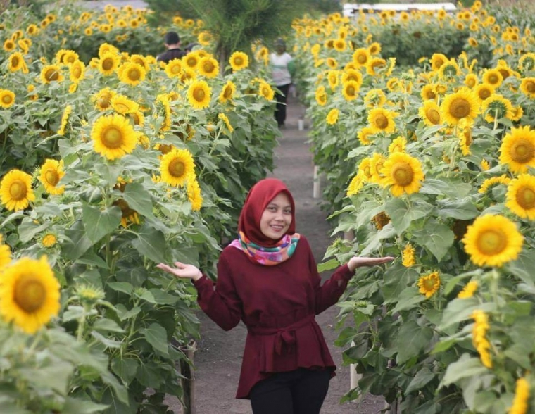 Bunga Matahari yang Menguntungkan Halaman all Kompasiana com Bunga Matahari yang Menguntungkan Halaman all Kompasiana com