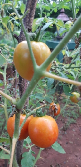 Salah satu sayur tomat ceri (dokpri)