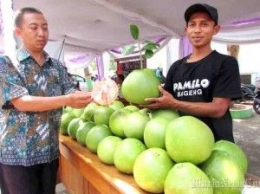 Mengenal Lebih Dalam Jeruk Pamelo Bageng dari Pati (sumber: muriawannews.com)