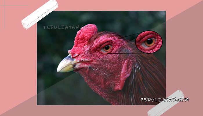 Ilsutrasi mata ayam (Sumber: peduliayam.com)