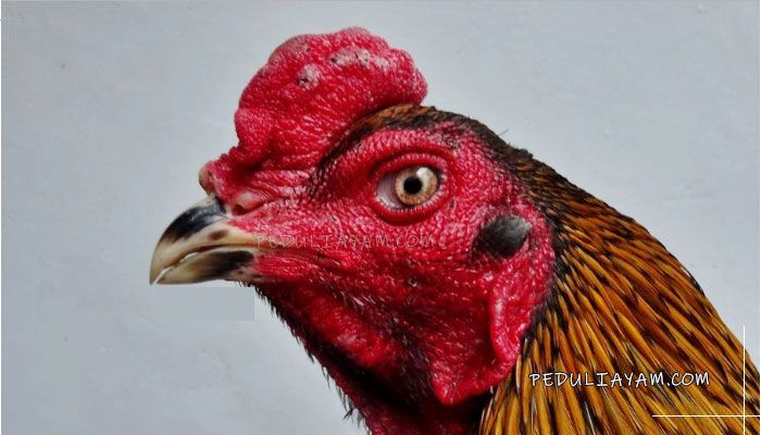 Ilustrasi mata ayam (Sumber: peduliayam.com)