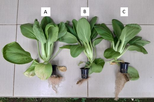 A:Tanaman green pakcoy, kemiringan 12%; B: Tanaman green pakcoy kemiringan 9%; C: Tanaman green pakcoy kemiringan 6% (Sumber:dok.pribadi) 