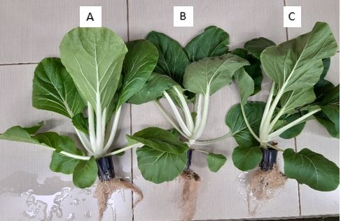 A:Tanaman white pakcoy, kemiringan 12%; B: Tanaman white pakcoy, kemiringan 9%; C: Tanaman white pakcoy, kemiringan 6% (Sumber:dok. pribadi)  