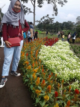 Wisata taman bunga Celosia, Bandungan (dok.pribadi, 2017)