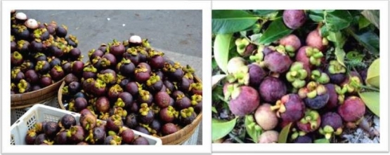 Get Manggis Buah Eksotis Asal Indonesia Halaman 1 Kompasiana Com Free HD Get Wallpaper Manggis Buah Eksotis Asal Indonesia Halaman 1 Kompasiana Com HD