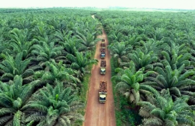 KOMODITAS ANDALAN. Hamparan hijau tanaman kelapa sawit. Foto: SawitPlus.co
