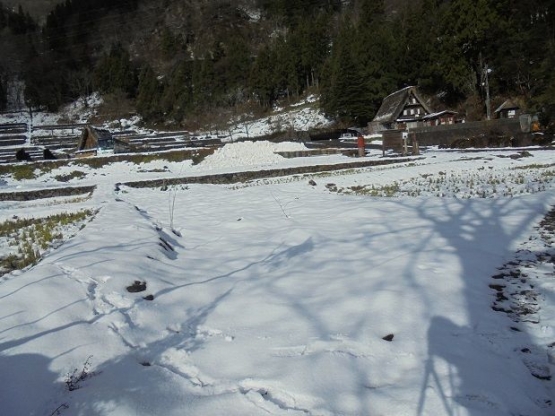 Snowy Ainokura (dokpri)