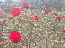 Rumpun bunga mawar di taman mawar, Taman Bunga Nusantara. Photo by Ari