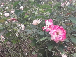 Mawar pink di taman Mawar. Taman Bunga Nusantara. Photo by Ari