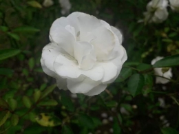Mawar putih di taman mawar. Taman hunga nusantara. Photo by Ari