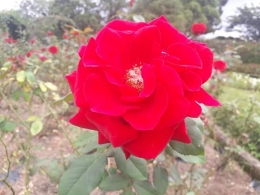 Mawar merah di taman mawar, taman bunga nusantara. Photo by Ari