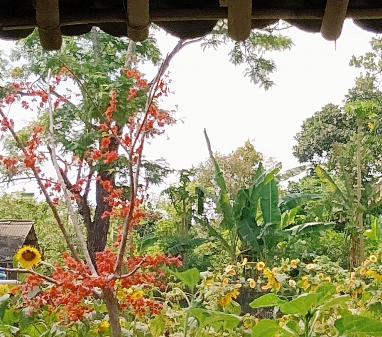 Bunga cantik yang menghiasi pelataran Soto Cokro Kembang. Sumber : Dokumen Pribadi