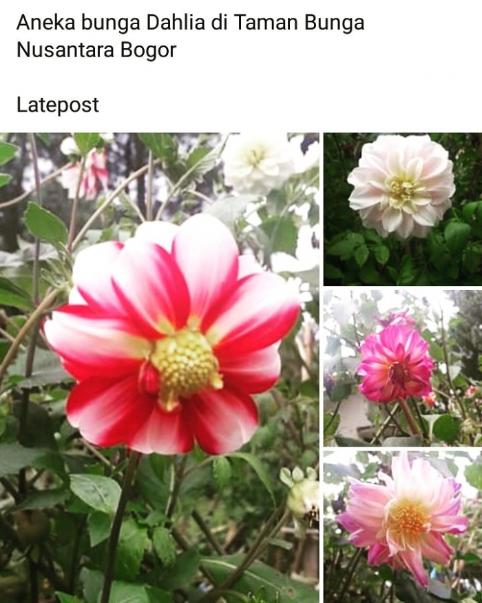 Photo bunga dahlia by Ari Budiyanti