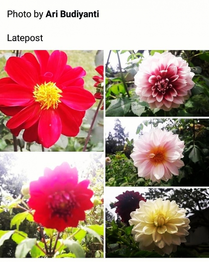 Beberapa bunga Dahlia hasil foto saya. Photo by Ari Budiyanti