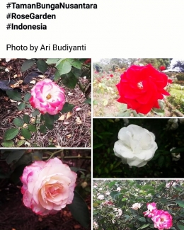 Aneka warna dan ragam bunga mawat di Taman Bunga Nusantara