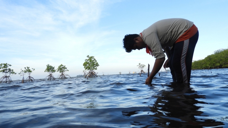 Penanaman mangrove | dokpri