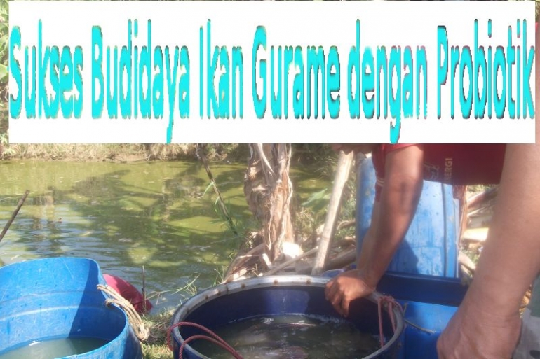 Sukses Budidaya Ikan Gurame dengan Probiotik Biogan: Mengubah Hobi Menjadi Penghasilan Maksimal!