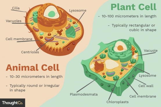 animal-cells-vs-plant-cells-373375-final-5b462d7fc9e77c00375014f1-5d95e3cf0d82302b87492d32.png