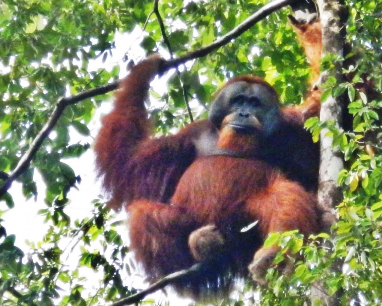 Populasi orangutan Sumatera (Pongo abelii) kian menyusut (doc. KPHK Rawa Singkil /ed.Wahyuni)
