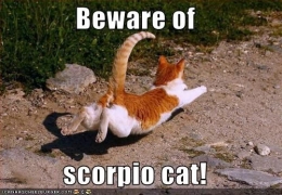Hati-hati dengan kucing Scorpio (sumber: chezburger.com)