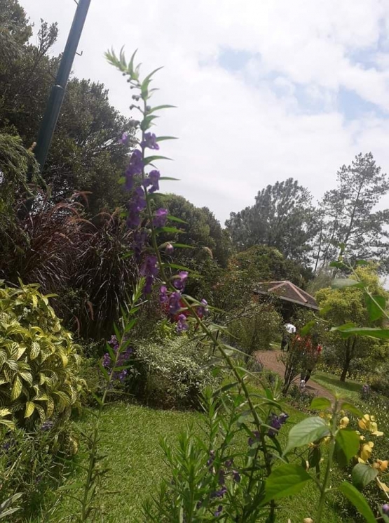 Lavender di Taman Amerika. Taman Bunga Nusantara. Photo by Ari
