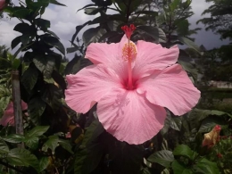 Hibiscus pink. Taman Amerika. Taman Bunga Nusantara. Photo by Ari