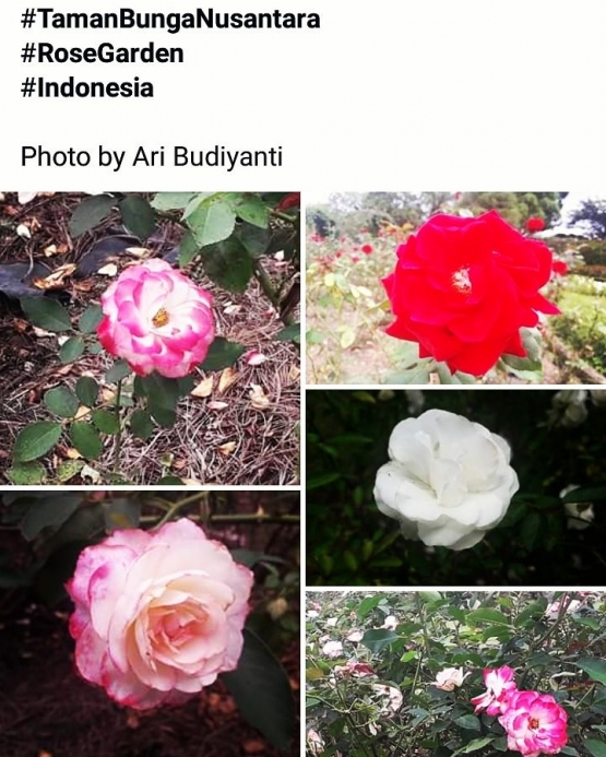 Aneka mawar di Taman Mawar. Taman Bunga Nusantara. Photo by Ari