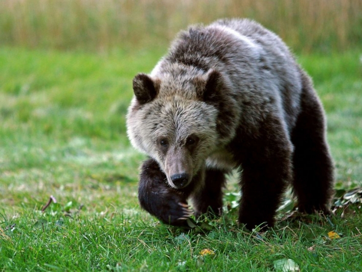ilustrasi beruang (sumber: abcnews.com)