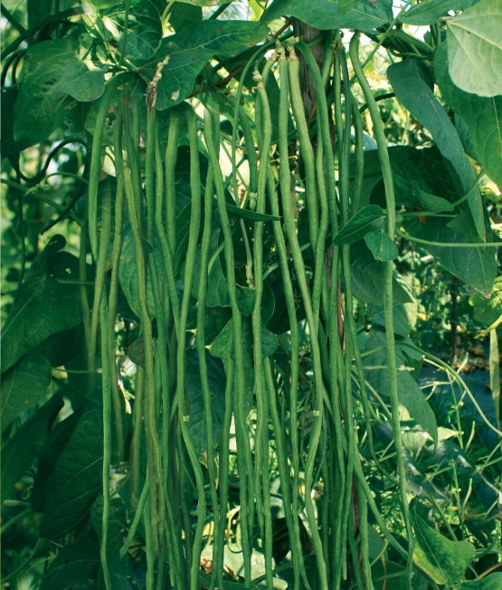 Kacang mangsa ninggala lanjaran (sumber:agrowindo.com)