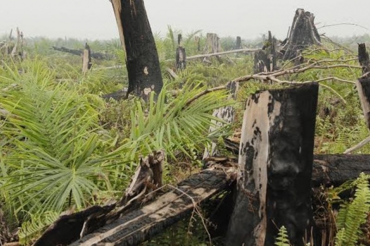 Kayu bekas batang kelapa sawit tua bisa dimanfaatkan untuk menjaga stok bahan baku kayu| Sumber: http://www.bumn.go.id