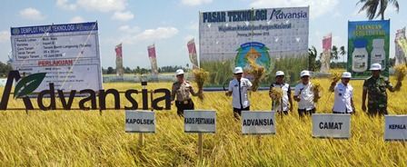 Panen Demplot Padi. dokpri